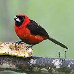 Масковый сереброклюв / Ramphocelus nigrogularis