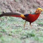 Золотой фазан / Chrysolophus pictus