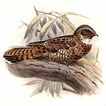 Юкатанский козодой / Nyctiphrynus yucatanicus