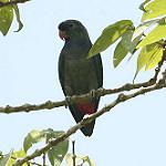 Красноклювый амазонет / Pionus sordidus