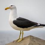 Доминиканская чайка / Larus dominicanus