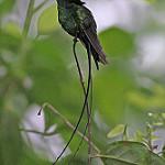 Black-billed Streamertail / Trochilus scitulus