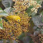Африканская белоглазка / Zosterops senegalensis