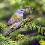 Tennessee Warbler / Leiothlypis peregrina