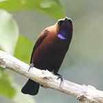 Carmelite Sunbird / Chalcomitra fuliginosa
