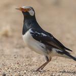 Siamese Pied Myna / Gracupica floweri
