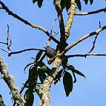 Dark Pewee / Contopus lugubris
