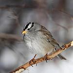 White-crowned Sparrow / Zonotrichia leucophrys
