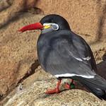 Inca Tern / Larosterna inca