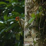 White-throated Woodpecker / Piculus leucolaemus