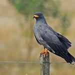 Коршун-слизнеед / Rostrhamus sociabilis