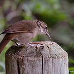 Земляной бюльбюль / Phyllastrephus terrestris