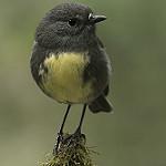 South Island Robin / Petroica australis