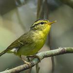 Карстовая пеночка / Phylloscopus calciatilis