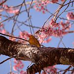 Шафрановый зерноед / Sicalis flaveola