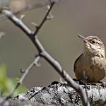 Bolivian Earthcreeper / Tarphonomus harterti