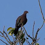 Соломонский голубь / Gymnophaps solomonensis