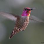 Anna's Hummingbird / Calypte anna