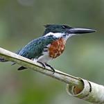 Амазонский зимородок / Chloroceryle amazona