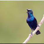 Purple Sunbird / Cinnyris asiaticus
