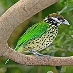 Белощёкая птица-кошка / Ailuroedus buccoides