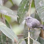 Unicolored Antwren / Myrmotherula unicolor