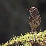 Stripe-headed Antpitta / Grallaria andicolus