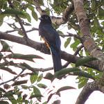 Speckled Antshrike / Xenornis setifrons