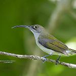 Pale Spiderhunter / Arachnothera dilutior