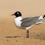 Франклинова чайка / Leucophaeus pipixcan