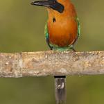 Rufous Motmot / Baryphthengus martii