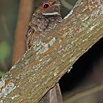 Ушастый козодой / Nyctiphrynus mcleodii