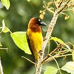 Гигантский ткач / Ploceus grandis