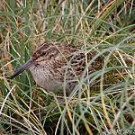Subantarctic Snipe / Coenocorypha aucklandica