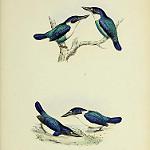 Lazuli Kingfisher / Todiramphus lazuli