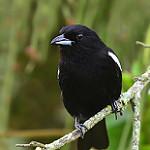 Белоплечая танагра / Loriotus luctuosus