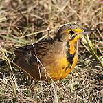 Капский шпорник / Macronyx capensis