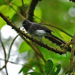 Белобрюхая эльминия / Elminia albiventris