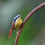 Red-tailed Minla / Minla ignotincta