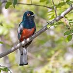 Трогоновые / Trogonidae фото