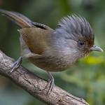 Rusty-fronted Barwing / Actinodura egertoni