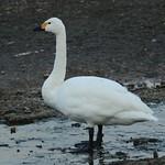 Малый лебедь / Cygnus columbianus