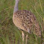 Белобрюхий корхан / Eupodotis senegalensis
