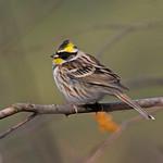 Желтогорлая овсянка / Emberiza elegans