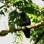 Тонкоклювая ворона / Corvus enca