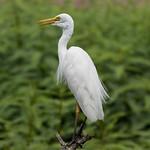 Средняя белая цапля / Ardea intermedia