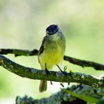 Plumbeous-crowned Tyrannulet / Phyllomyias plumbeiceps
