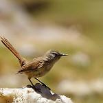 Cordilleran Canastero / Asthenes modesta