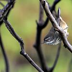 White-browed Scrubwren / Sericornis frontalis