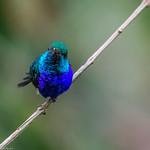Sapphire-bellied Hummingbird / Chrysuronia lilliae